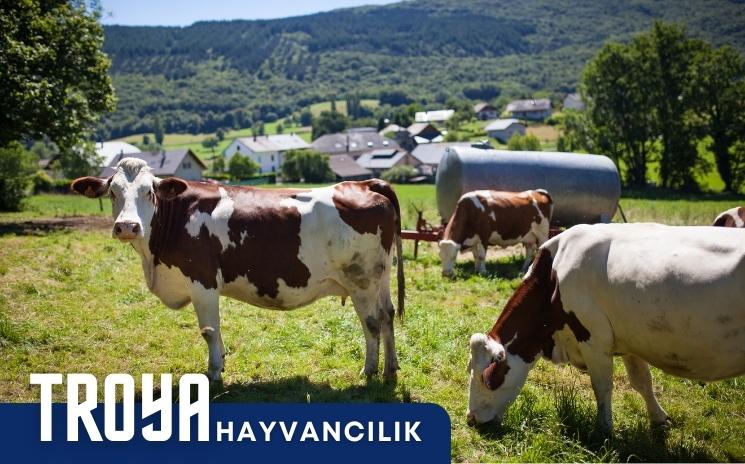 TROYA Hayvanclık San. Tic. Ltd. Şti.